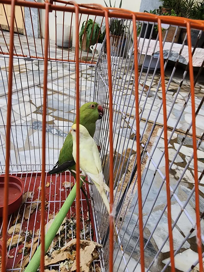 FEMALE HEALTHY PARROT — photo 3