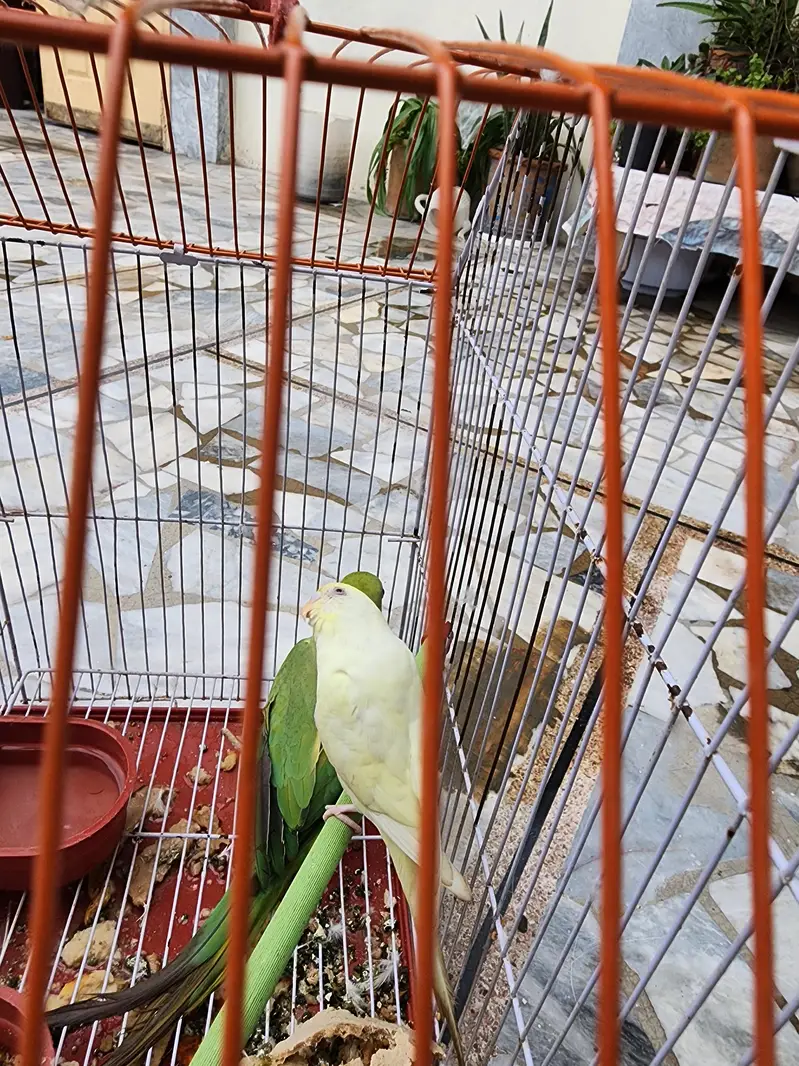 FEMALE HEALTHY PARROT — photo 4