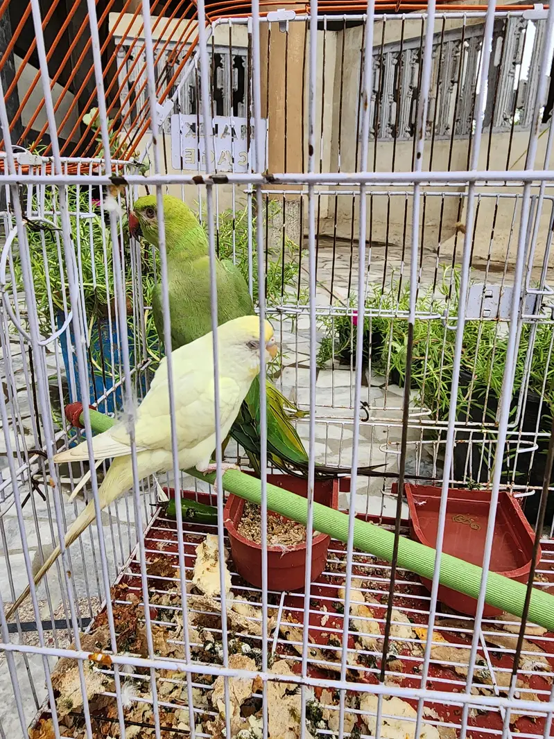 FEMALE HEALTHY PARROT — photo 5