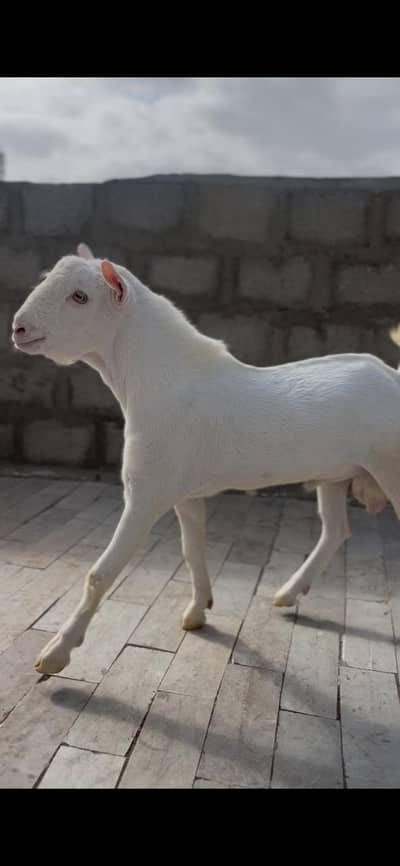 Teddy Goat Gulabi Zero Size
