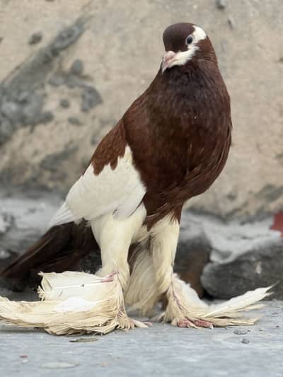 Pouter breeder pair