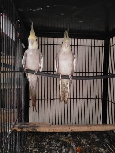 fawn cocktail breeder pair 03127093372