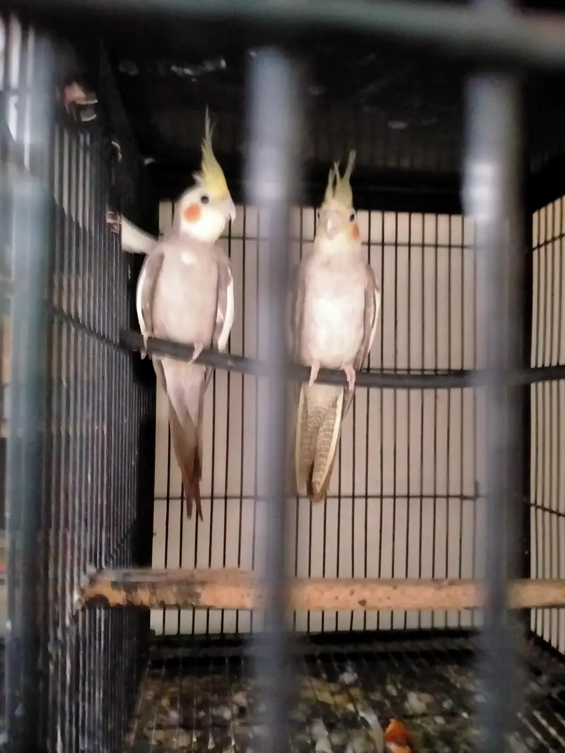 fawn cocktail breeder pair 03127093372 — photo 2