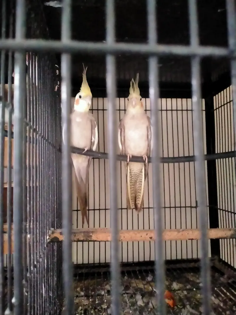 fawn cocktail breeder pair 03127093372 — photo 3