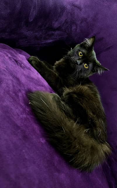 Persian cat black male