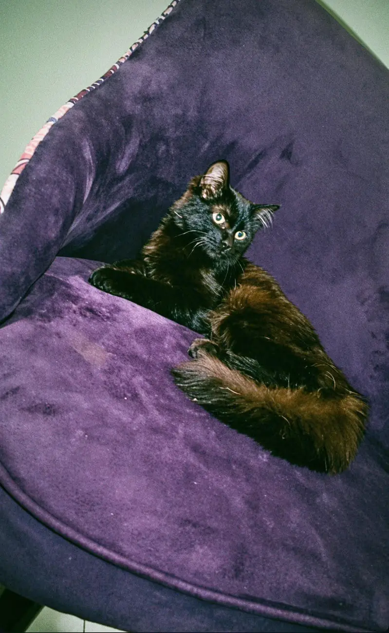 Persian cat black male — photo 2