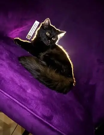 Persian cat black male — photo 3