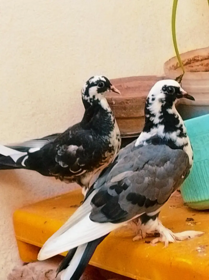 fancy pigeon — photo 5