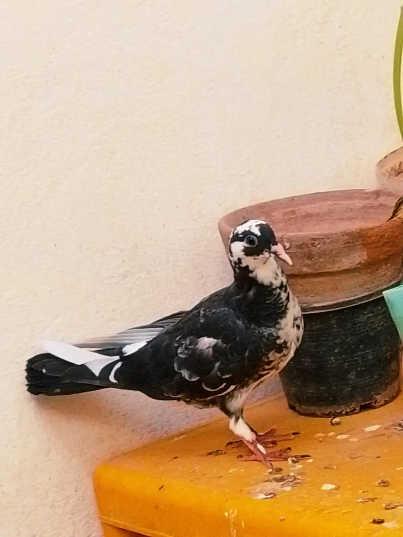 fancy pigeon — photo 6