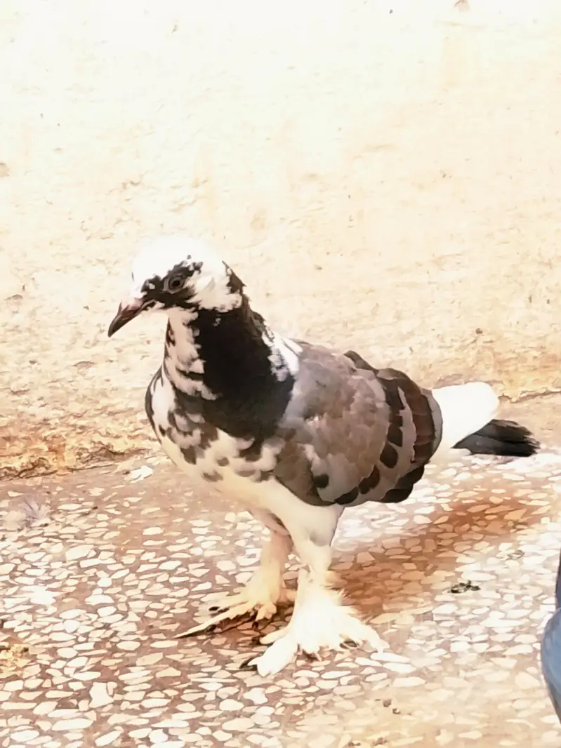 fancy pigeon — photo 7