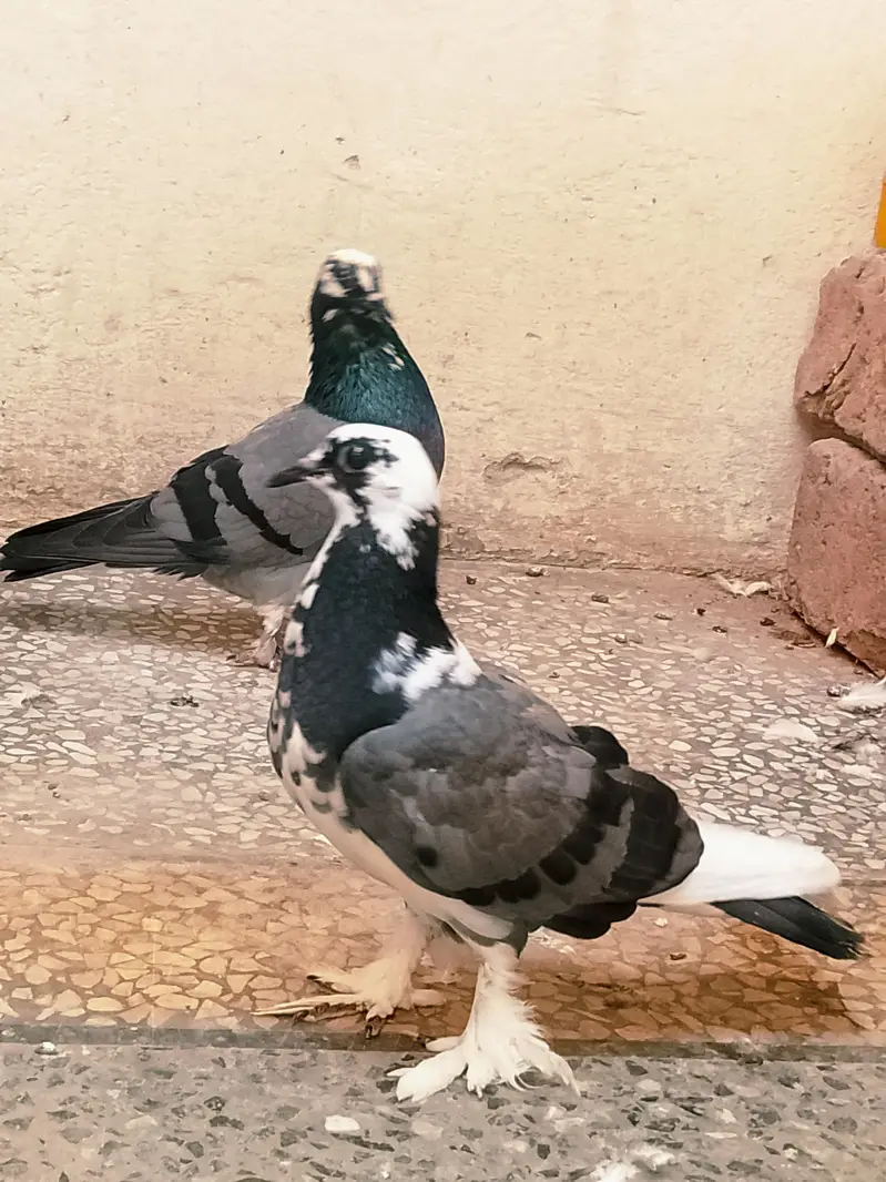 fancy pigeon — photo 8