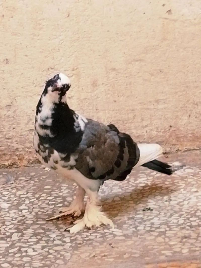 fancy pigeon — photo 9