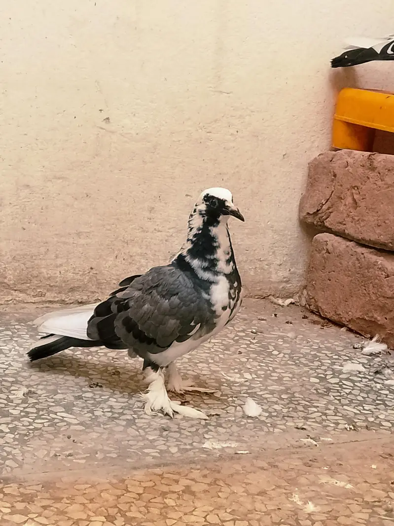 fancy pigeon — photo 10