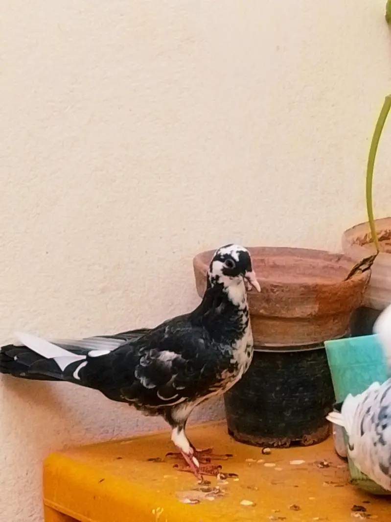 fancy pigeon — photo 11