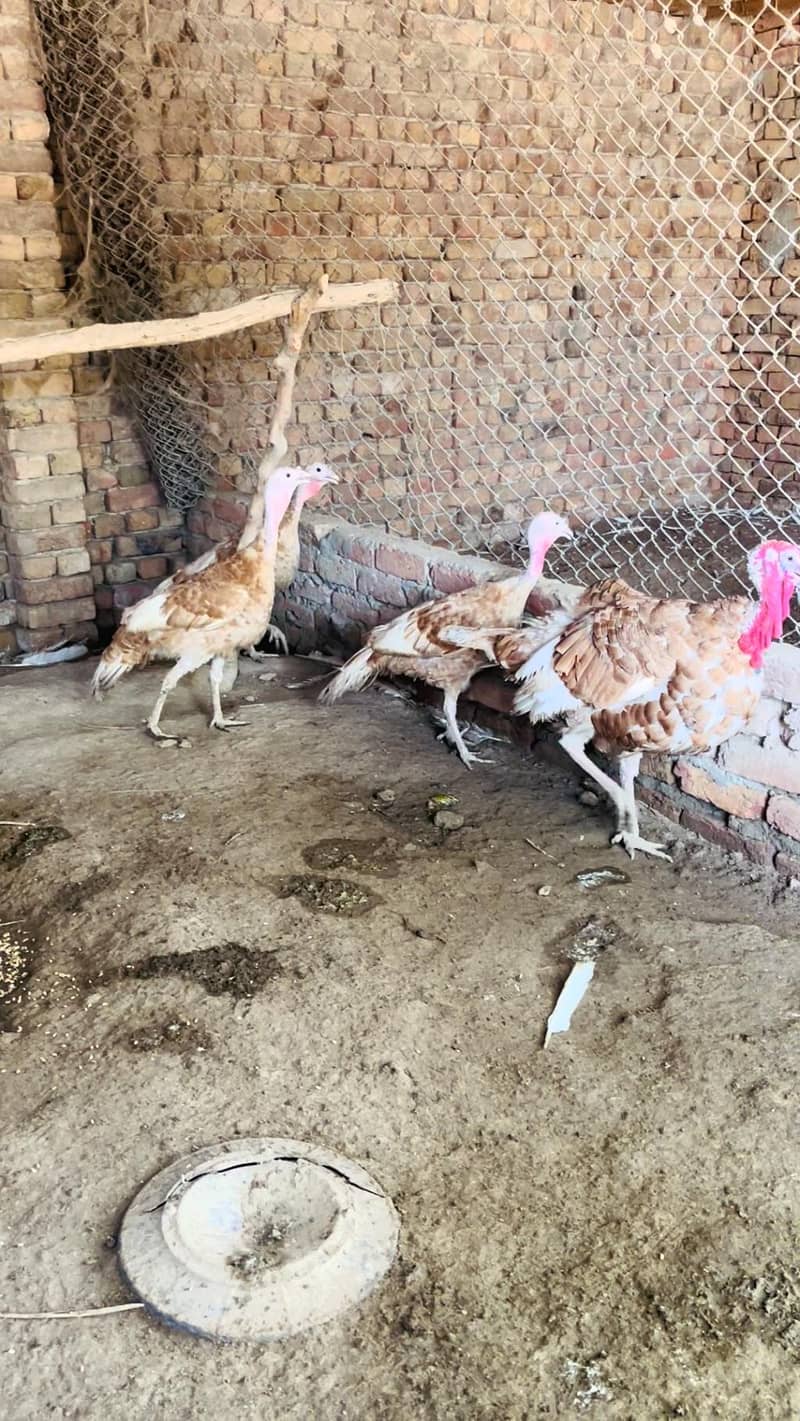Turkey  pero 0