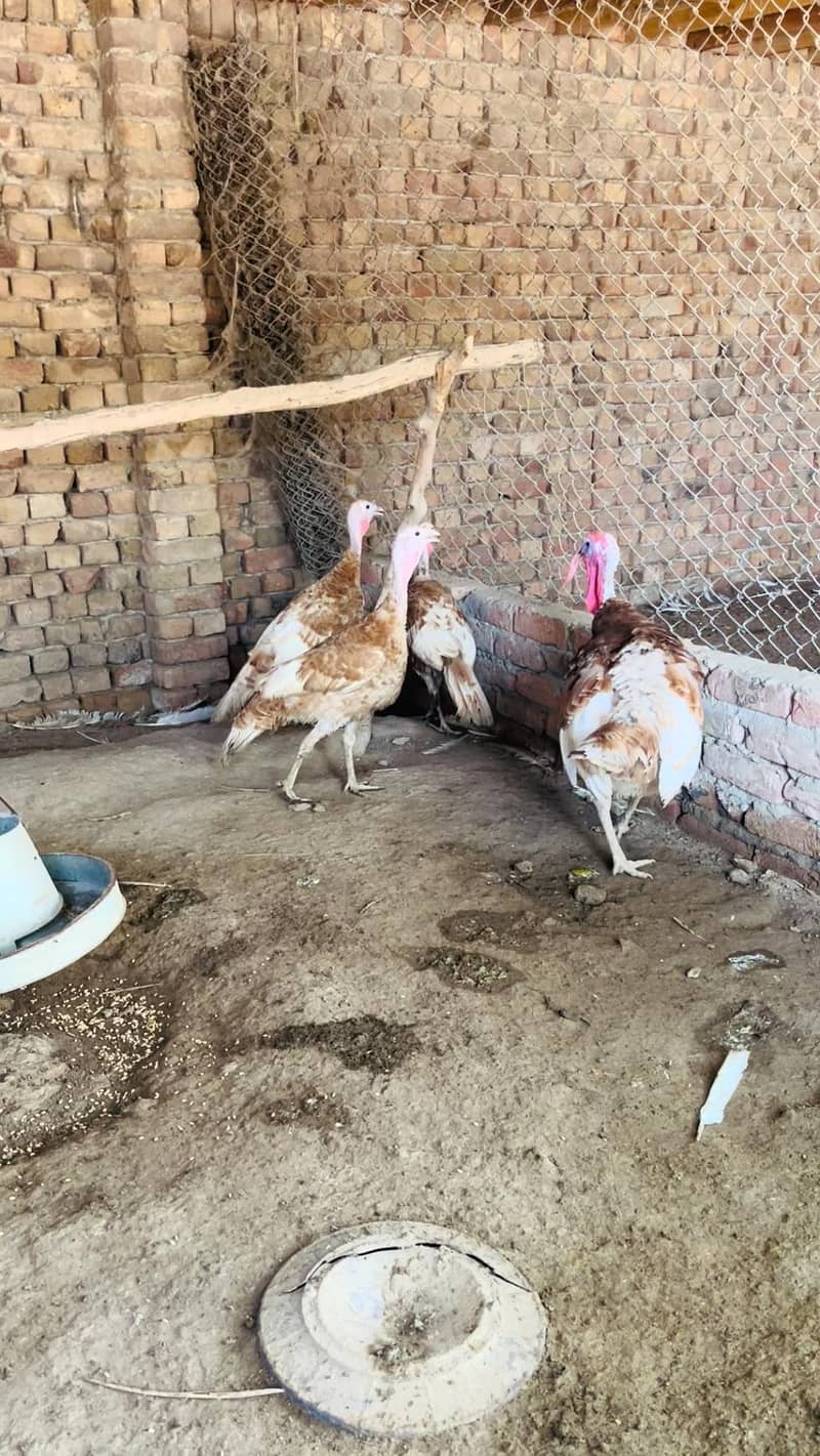 Turkey  pero 3
