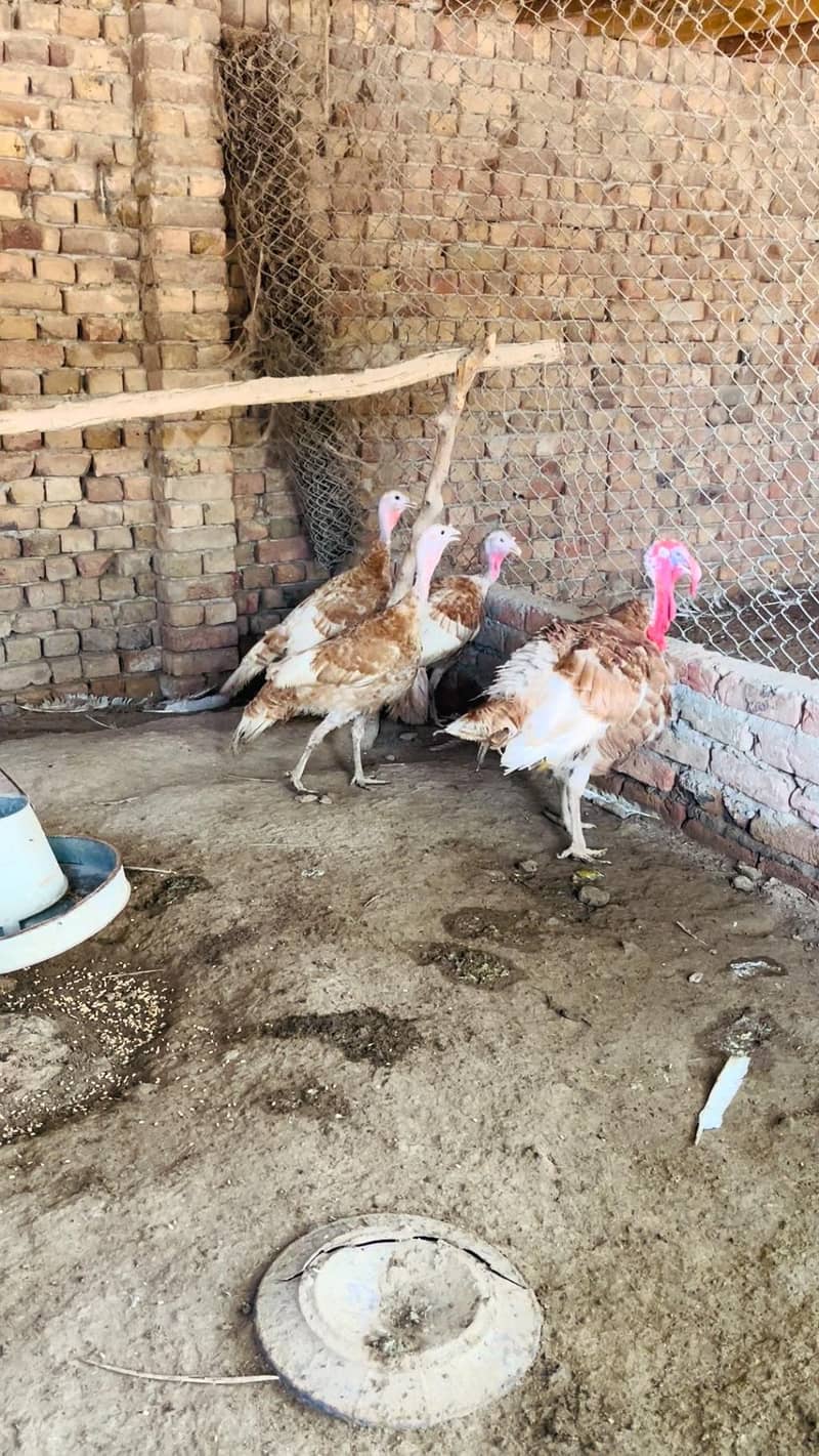 Turkey  pero 5