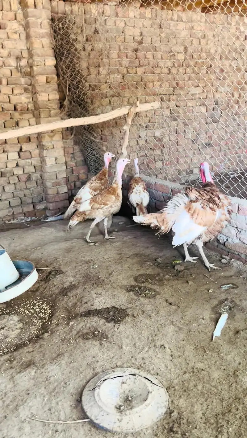 Turkey  pero — photo 7