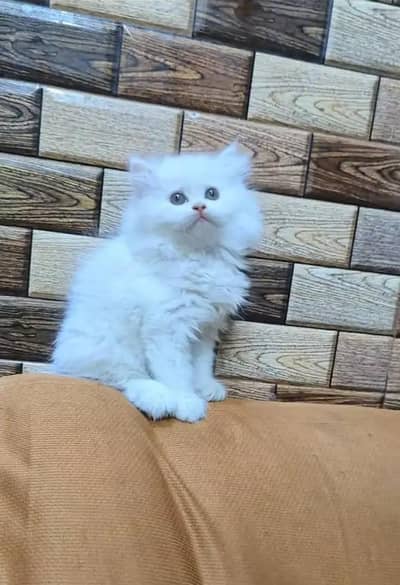 Persian cat for sale 2 month age available