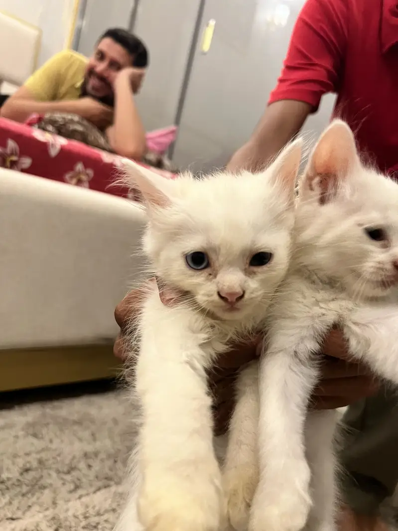 Female cat — photo 2