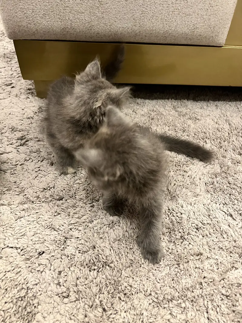 Female cat — photo 3
