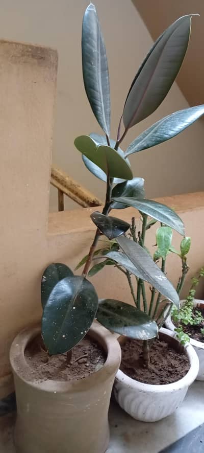 rubber plant with pot