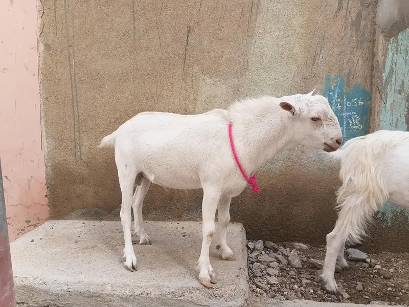 teddy bakra for sale 2 — photo 3