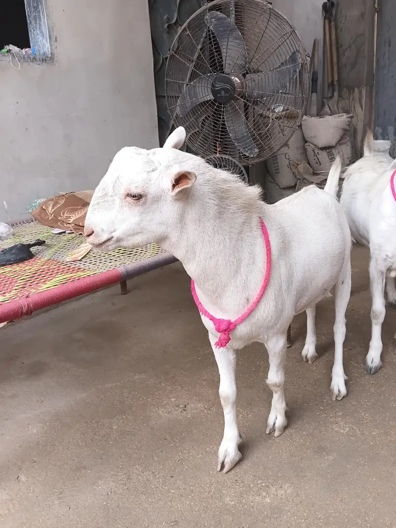 teddy bakra for sale 2 — photo 5