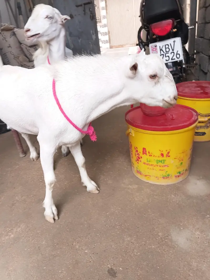 teddy bakra for sale 2 — photo 8