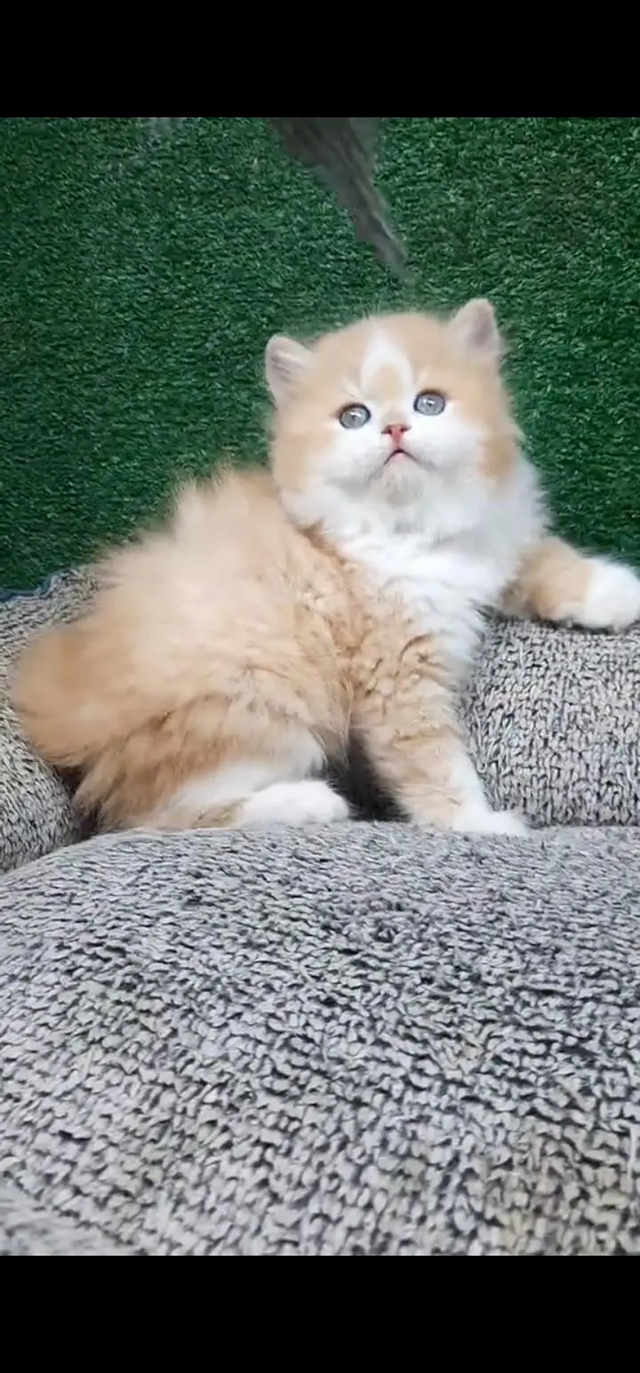 Quality Persian Punch face cat & kittens 03495425573 WhatsApp — photo 3