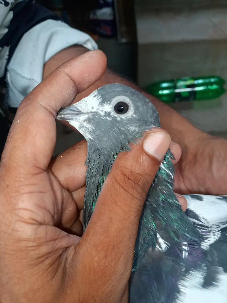 Argent sale Kise Bhai ko chiya wo rabta krey tadi madi goldan kabutar