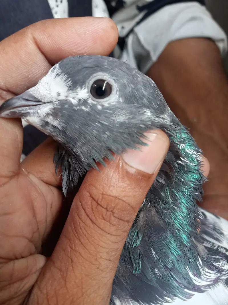Argent sale Kise Bhai ko chiya wo rabta krey tadi madi goldan kabutar — photo 2