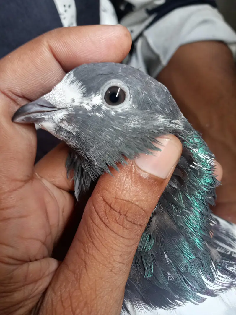 Argent sale Kise Bhai ko chiya wo rabta krey tadi madi goldan kabutar — photo 3