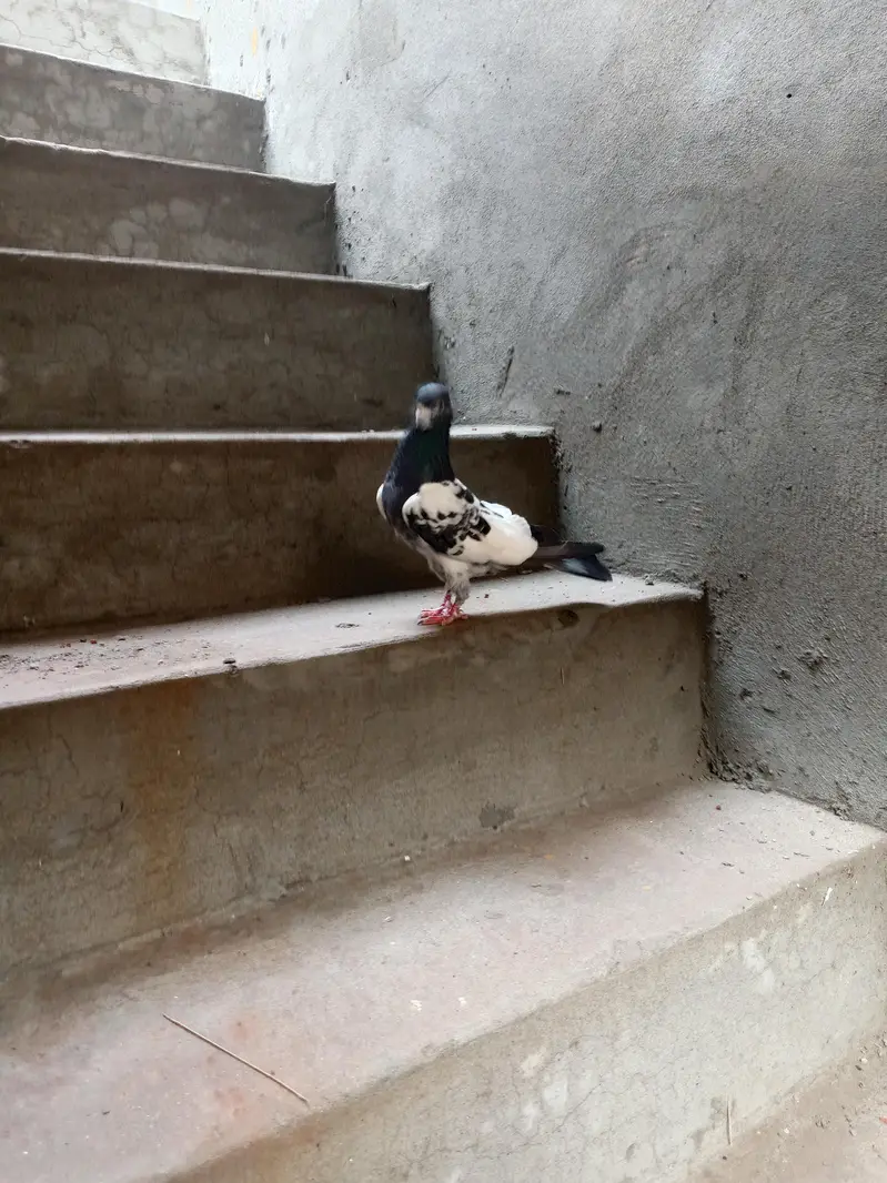 Argent sale Kise Bhai ko chiya wo rabta krey tadi madi goldan kabutar — photo 5