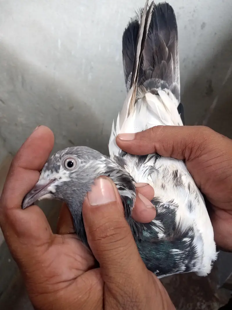 Argent sale Kise Bhai ko chiya wo rabta krey tadi madi goldan kabutar — photo 6