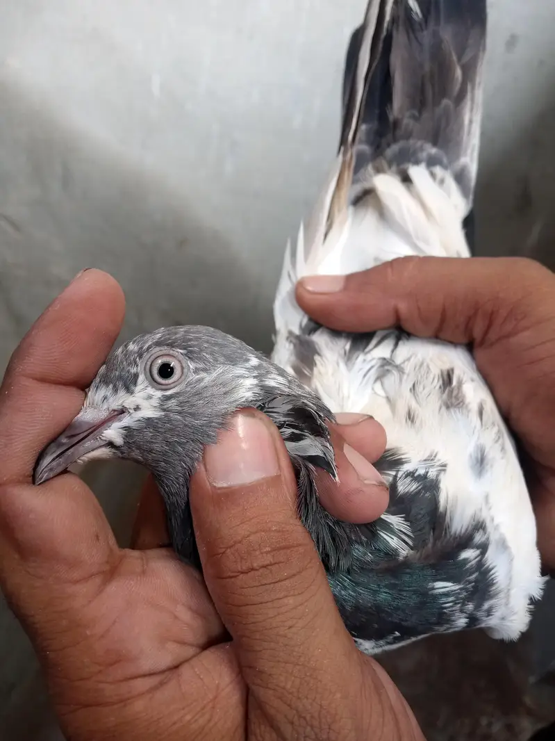 Argent sale Kise Bhai ko chiya wo rabta krey tadi madi goldan kabutar — photo 7
