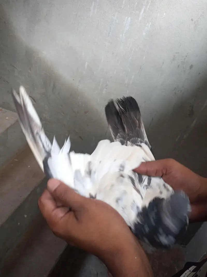 Argent sale Kise Bhai ko chiya wo rabta krey tadi madi goldan kabutar — photo 8