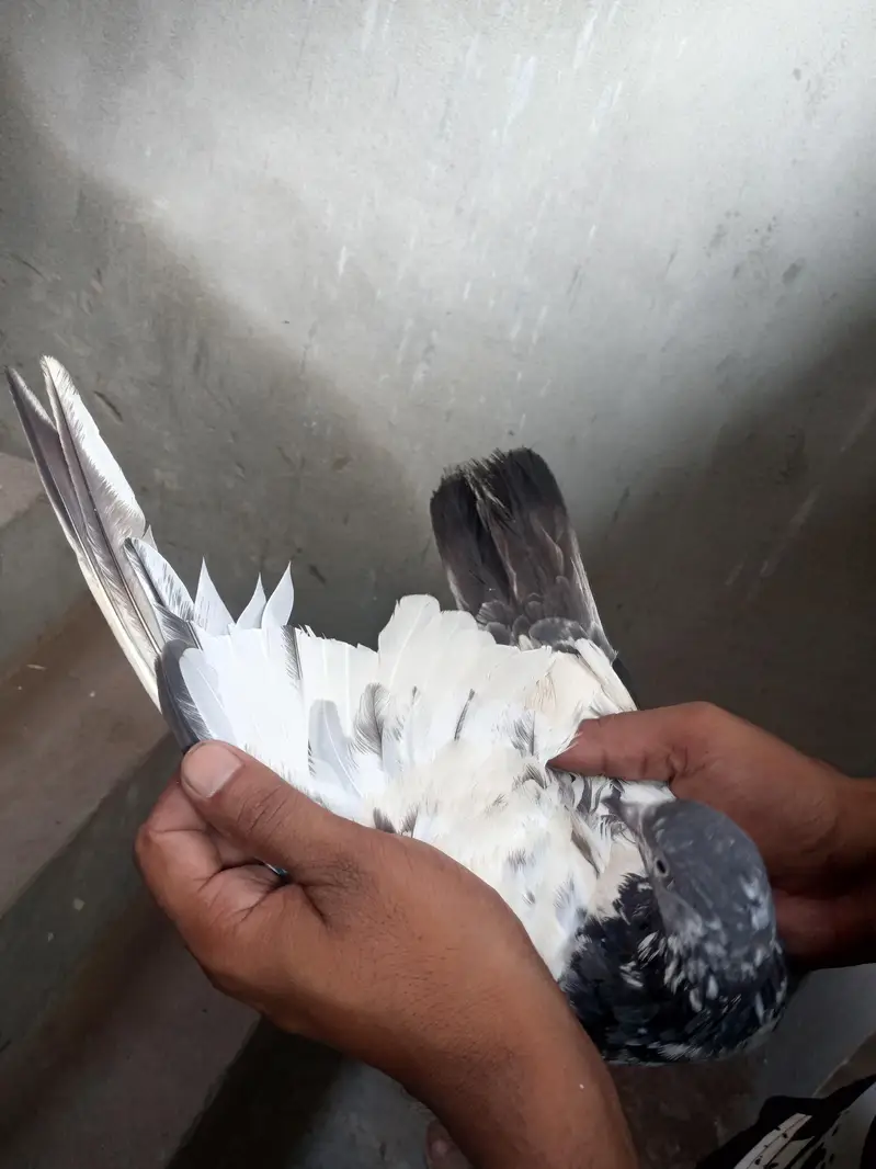 Argent sale Kise Bhai ko chiya wo rabta krey tadi madi goldan kabutar — photo 9