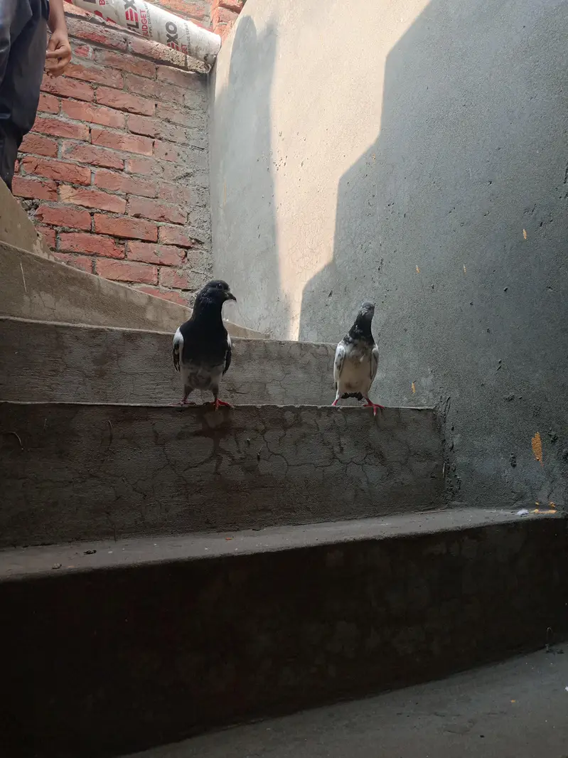 Argent sale Kise Bhai ko chiya wo rabta krey tadi madi goldan kabutar — photo 10