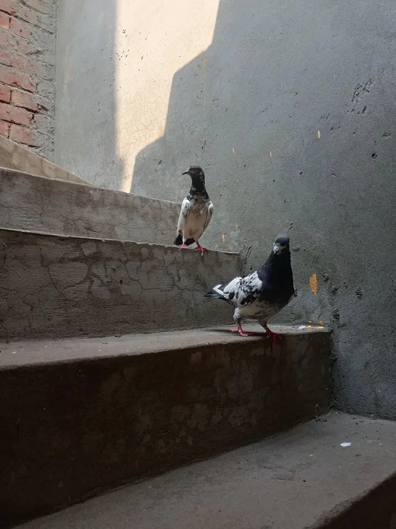 Argent sale Kise Bhai ko chiya wo rabta krey tadi madi goldan kabutar — photo 11