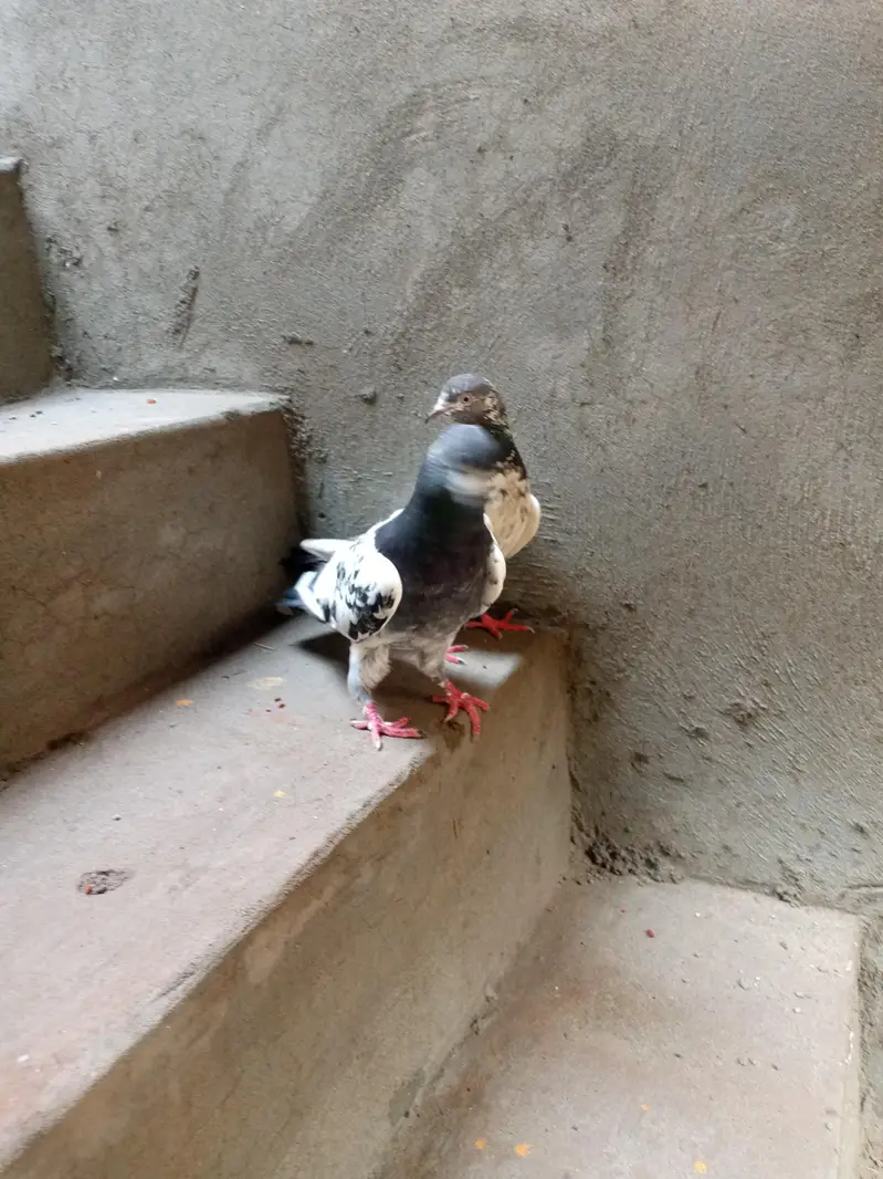 Argent sale Kise Bhai ko chiya wo rabta krey tadi madi goldan kabutar — photo 12
