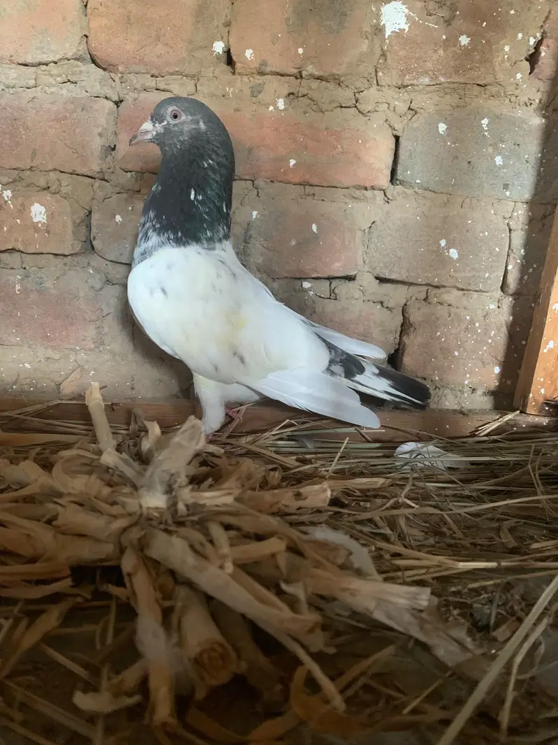 healthy breader male