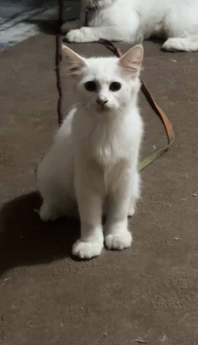 Persion Female And Simple Male Kitten