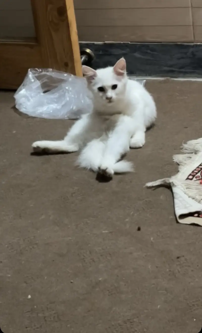 Persion Female And Simple Male Kitten — photo 2