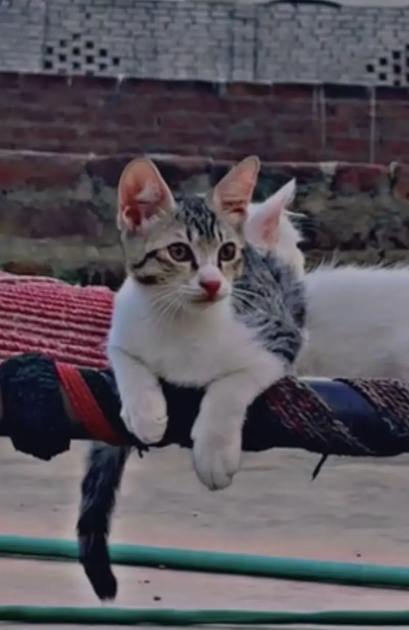 Persion Female And Simple Male Kitten — photo 3
