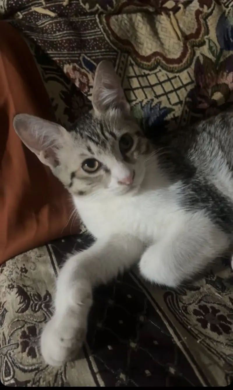 Persion Female And Simple Male Kitten — photo 4