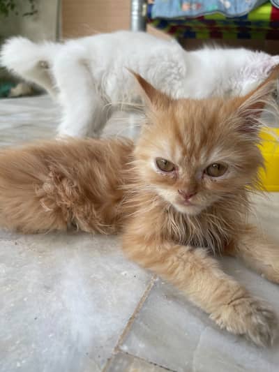 Persian  and ginger cat for sell