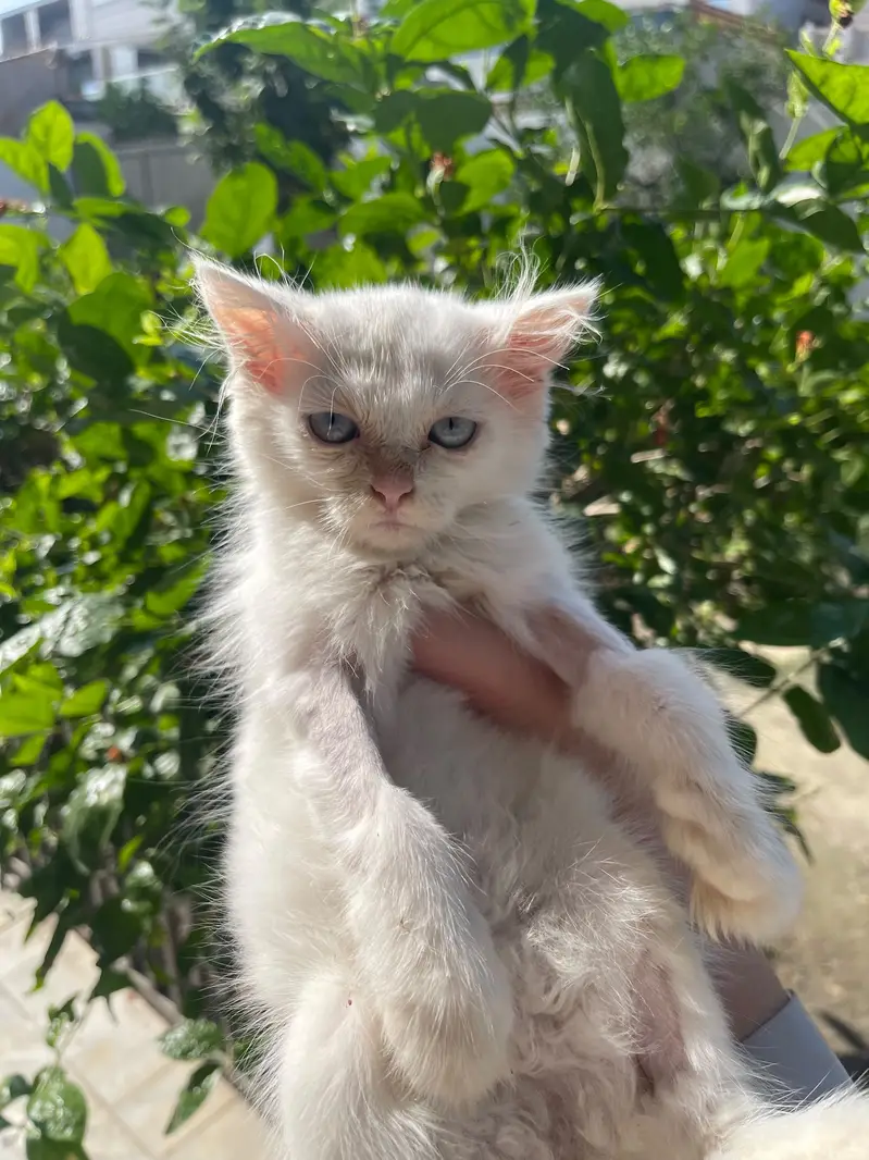 Persian  and ginger cat for sell — photo 2