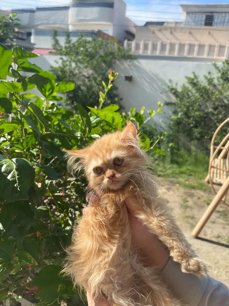 Persian  and ginger cat for sell — photo 3