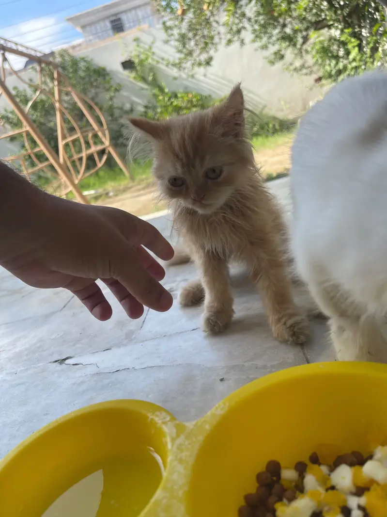 Persian  and ginger cat for sell — photo 4